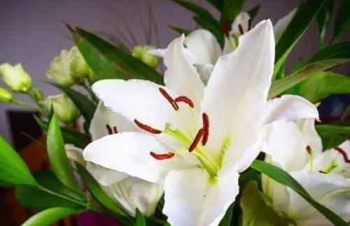 百合（百合花的花语和寓意）