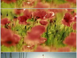 野花高清中文观看视频3（野花高清中文观看视频3D）