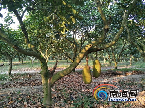 菠萝蜜一线二线三线品牌（菠萝蜜是国产还是进口）