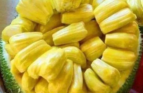 菠萝菠萝蜜和菠萝蜜的区别(菠萝和菠萝蜜是一回事吗) 菠萝菠萝蜜和菠萝蜜的区别(菠萝和菠萝蜜是一回事吗)