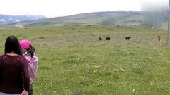 野花高清在线观看视频（野花高清在线观看视频）