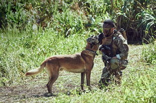 湄公河行动真实事件（湄公河行动真实事件背景）