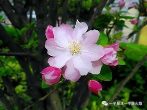 海棠文学（海棠文学城小说网官网入口链接）