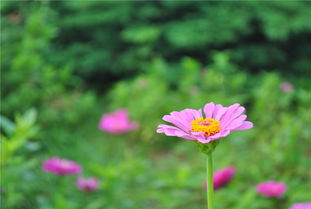 野花日本免费观看大全3（野花日本免费观看大全3D）