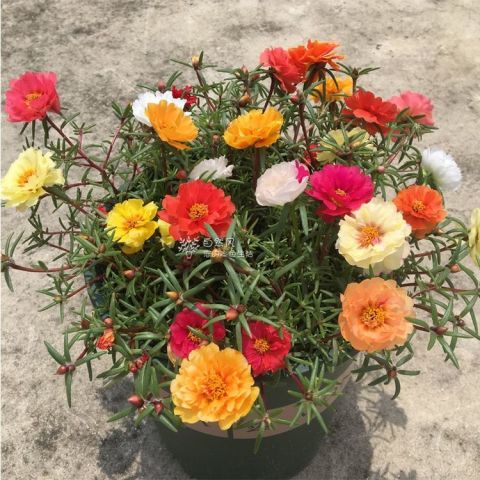 10种招鬼的花（最旺人的三种花）