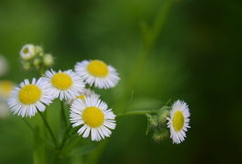 关于野花社区免费观看视频高清的信息