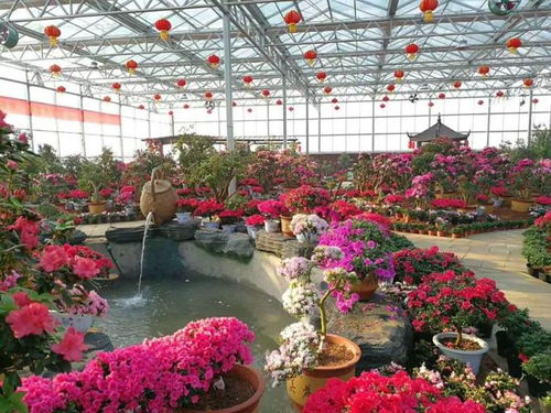 映山红（映山红的寓意和象征）