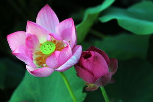 100张好看的鲜花图片(100张好看的鲜花图片荷花骨朵) 100张好看的鲜花图片(100张好看的鲜花图片荷花骨朵)