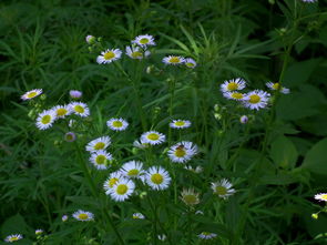 关于野花免费观看高清在线观看6的信息 关于野花免费观看高清在线观看6的信息