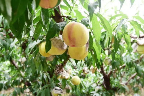 关于小小水蜜桃的信息