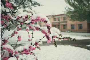最美人间四月天（最美人间四月天林徽因原文）