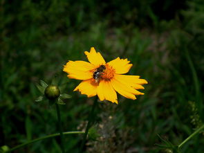 野花韩国在线观看免费版5（野花韩国在线观看免费版5G）