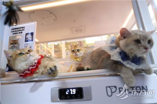 小扫货能么多叫出来（扫货猫的货怎样）